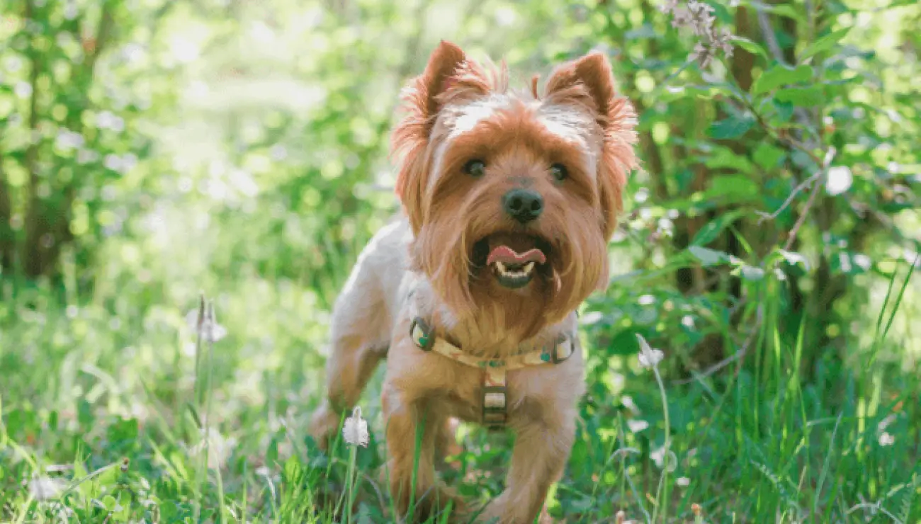 Yorkshire Terrier 0