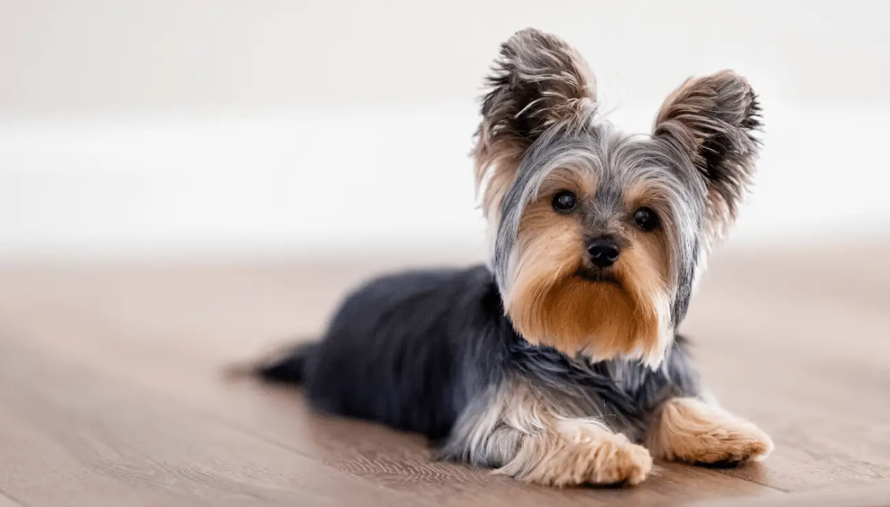 Yorkshire Terrier