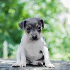 Terrier Brazileiro