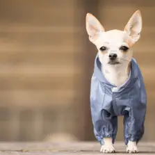 Čivava - Chihuahua