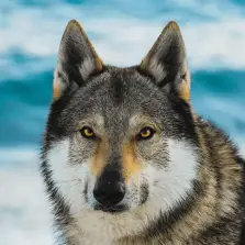 Tschechoslowakischer Wolfhund