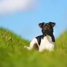 Датско-шведская фермерская собака