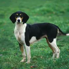 Large Anglo-French Tricolour Hound
