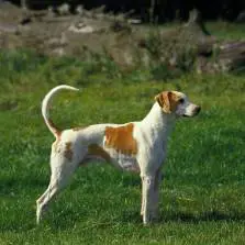 Grosser Anglo-Französischer weiss-oranger Laufhund