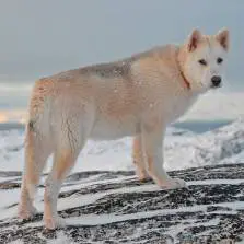 Greenland Dog