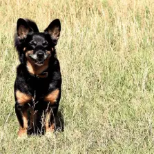 Lancashire Heeler