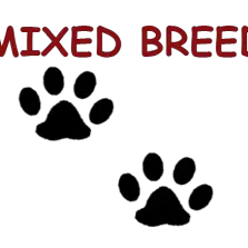 Mixed breed