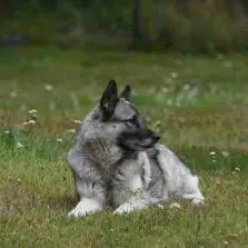 Norwegischer Elchhund grau