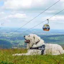 Polish Tatra Sheepdog