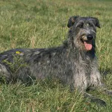 Schottischer Hirschhund
