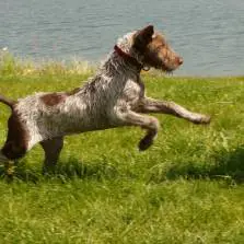 Slovakian Wirehaired Pointer