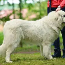 Slovački pastirski pas