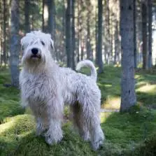 Irish Soft-coated Wheaten Terrier