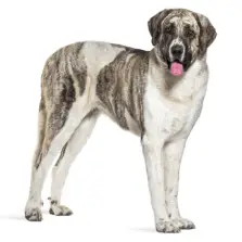 Transmontano Mastiff