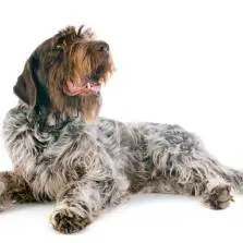 Französischer Rauhhaariger Vorstehhund (Korthals)