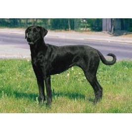 Breeds List World Dog Finder Buy Or Adopt Dogs