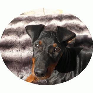 Manchester Terrier Breeders Manchester Terrier Breeders