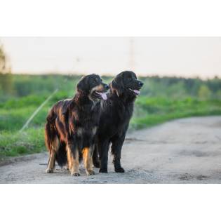 akc registered australian shepherd breeders akc registered australian shepherd breeders