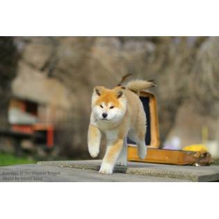 Guardian Of The Emperor Kennel