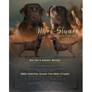 Knight & Meri. Chocolate puppies labrador retriever
