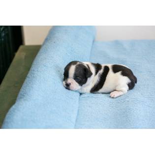 Bulldog from Semendria Bonnie Bella