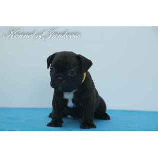 Bulldog from Semendria Coreur des Bois