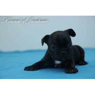 Bulldog from Semendria Casanova