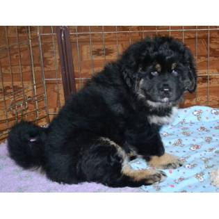 alpine mastiff for sale