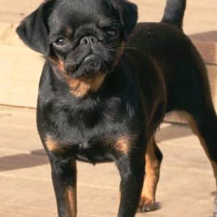 Imgosbull Pink Panther