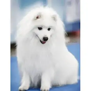 Japanese Spitz Breeders