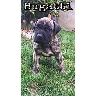 Bugatti Bad Dogz Canario