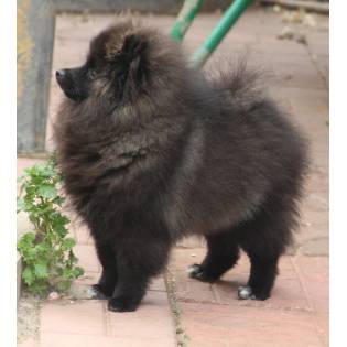 Litters World Dog Finder Or Adopt Dogs Litters World Dog Finder Or