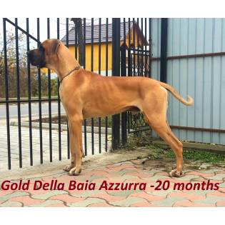 Gold Della Baia Azzurra