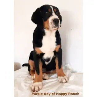 H of Happy Ranch