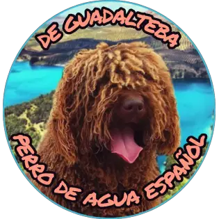 spanish water dog near me