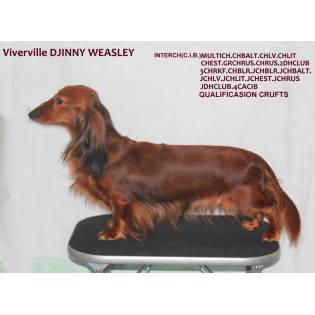 Viverville DJINNY WEASLEY