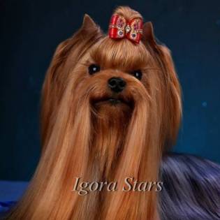 Igora Stars