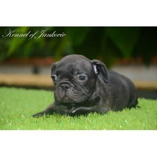 Bulldog from Semendria Jocker