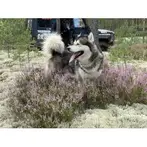 Alaskan Malamute Zuchtbetriebe