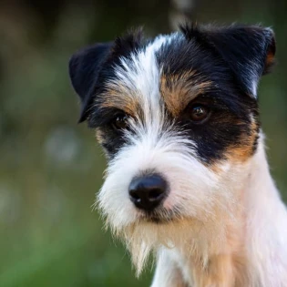 sushi des very important parson