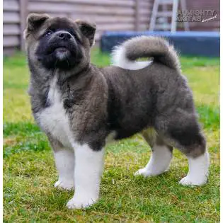 ALMIGHTY AKITAS litter M
