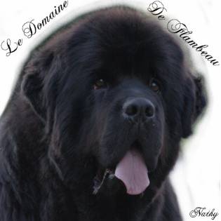 best newfoundland breeders