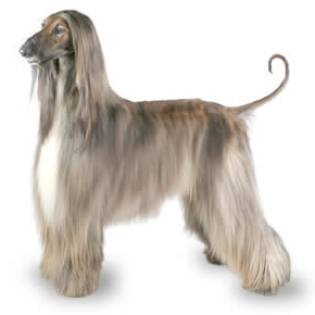 Afghan Hound Characteristics