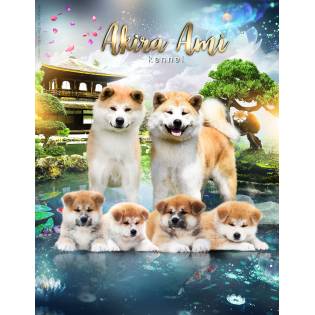 Akita Inu Zuchtbetriebe