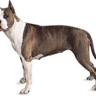 American Staffordshire Terrier characteristics