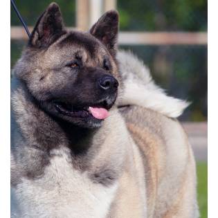 American Akita ALL FOR ALMIGHTY kennel