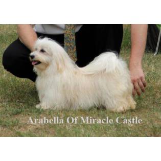 Arabella Of Miracle Castle