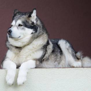 7 Things You Must Know About Alaskan Malamute