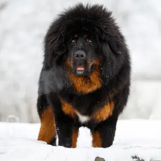 The 7 Rare Dog Breeds That Will Make You Stand Out