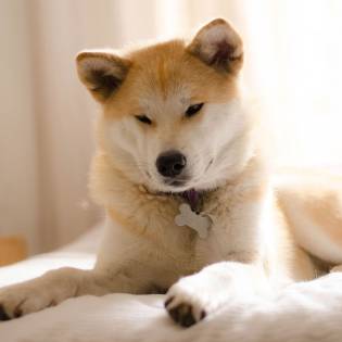 Akita Inu - 10 Things You Probably Didn't Know